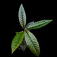 Ardisia sp. potted plant sale Singapore top view