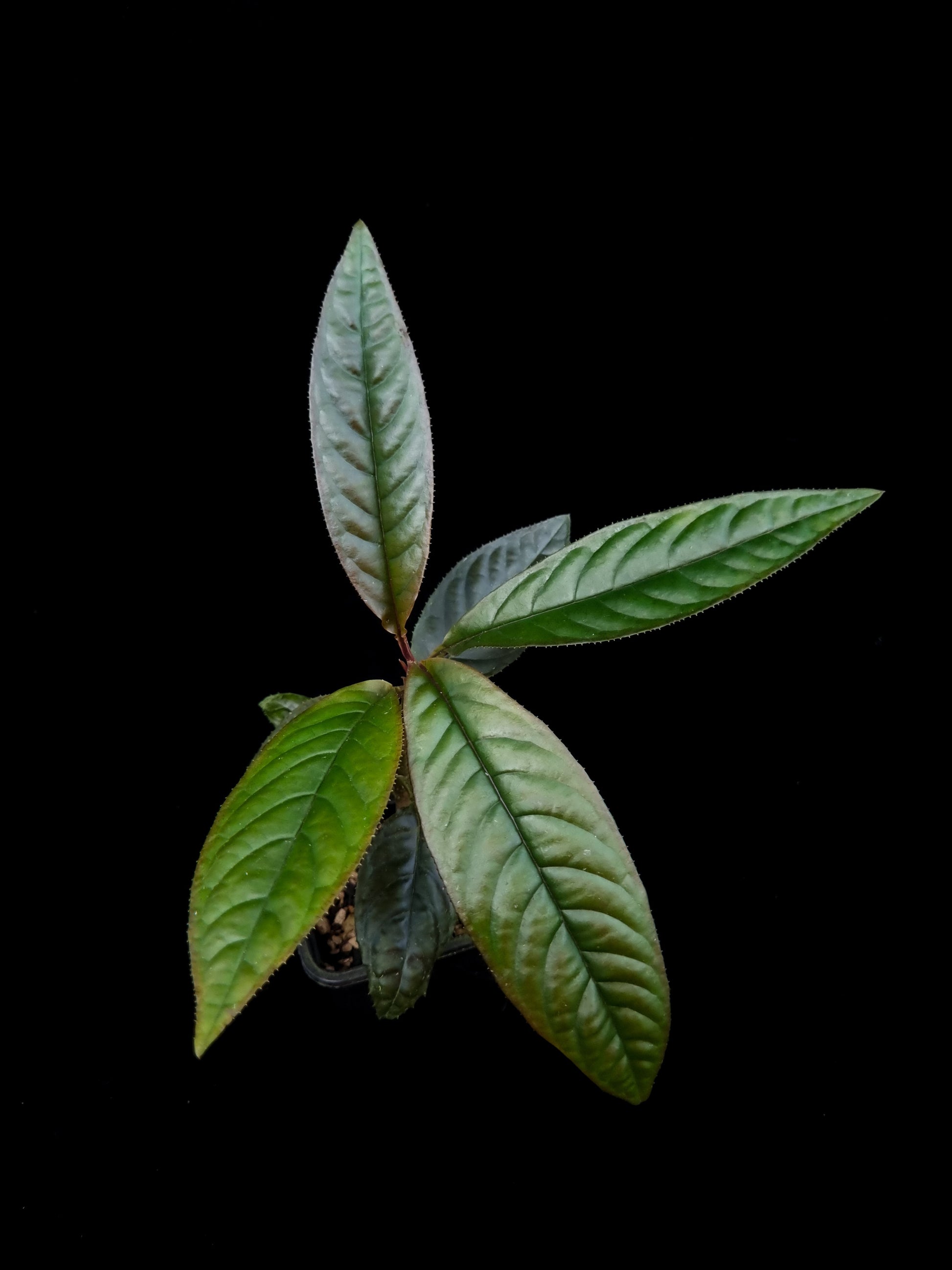 Ardisia sp. potted plant sale Singapore top view