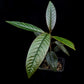 Ardisia sp. potted plant sale Singapore side view