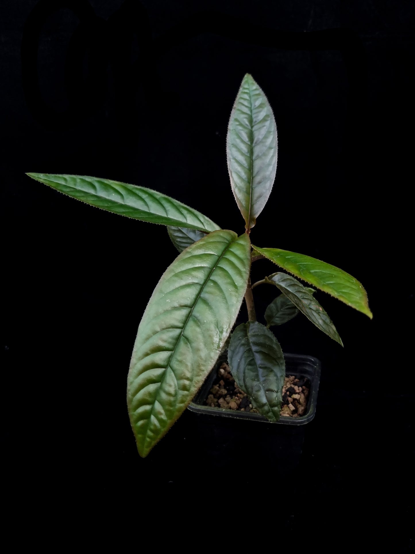 Ardisia sp. potted plant sale Singapore side view