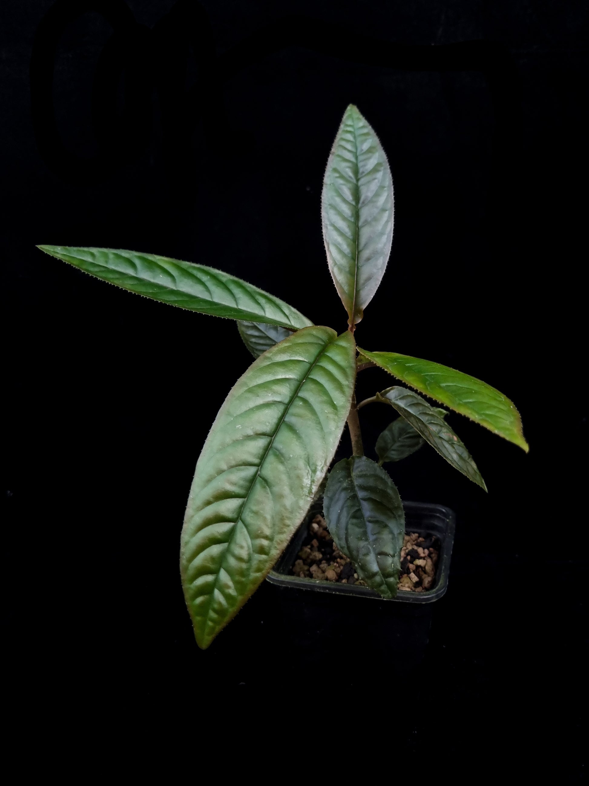 Ardisia sp. potted plant sale Singapore side view