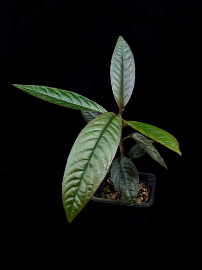 Ardisia sp. potted plant sale Singapore side view