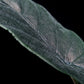 Alocasia antoro velvet chienlii potted plant for sale Singapore leaf detail