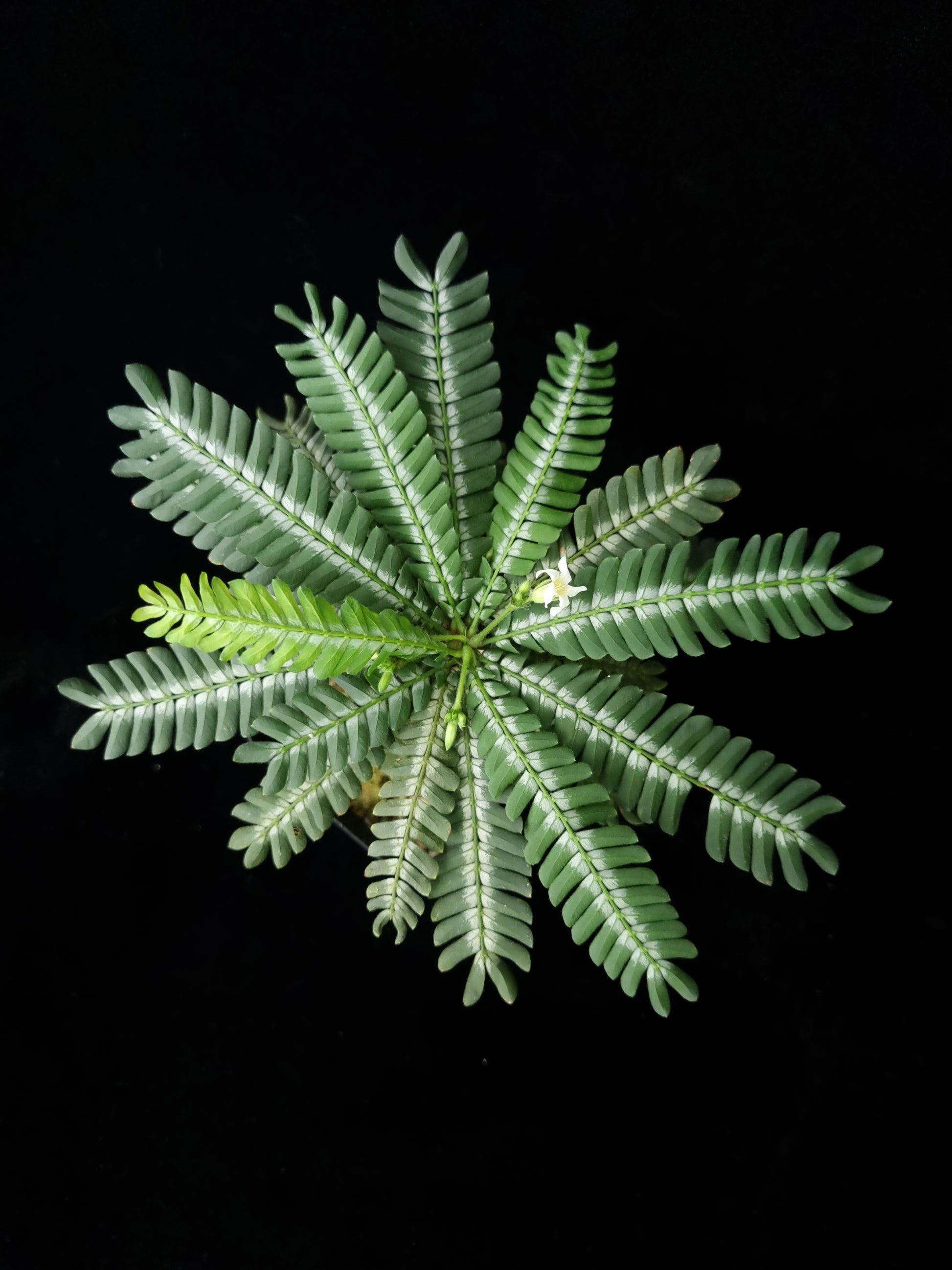Biophytum zenkeri sensitivum potted plant sale Singapore top view