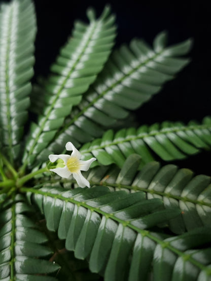 Biophytum zenkeri sensitivum potted plant sale Singapore flower detail