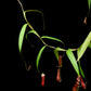 Nepenthes gracilis red pitcher plant sale Singapore side view