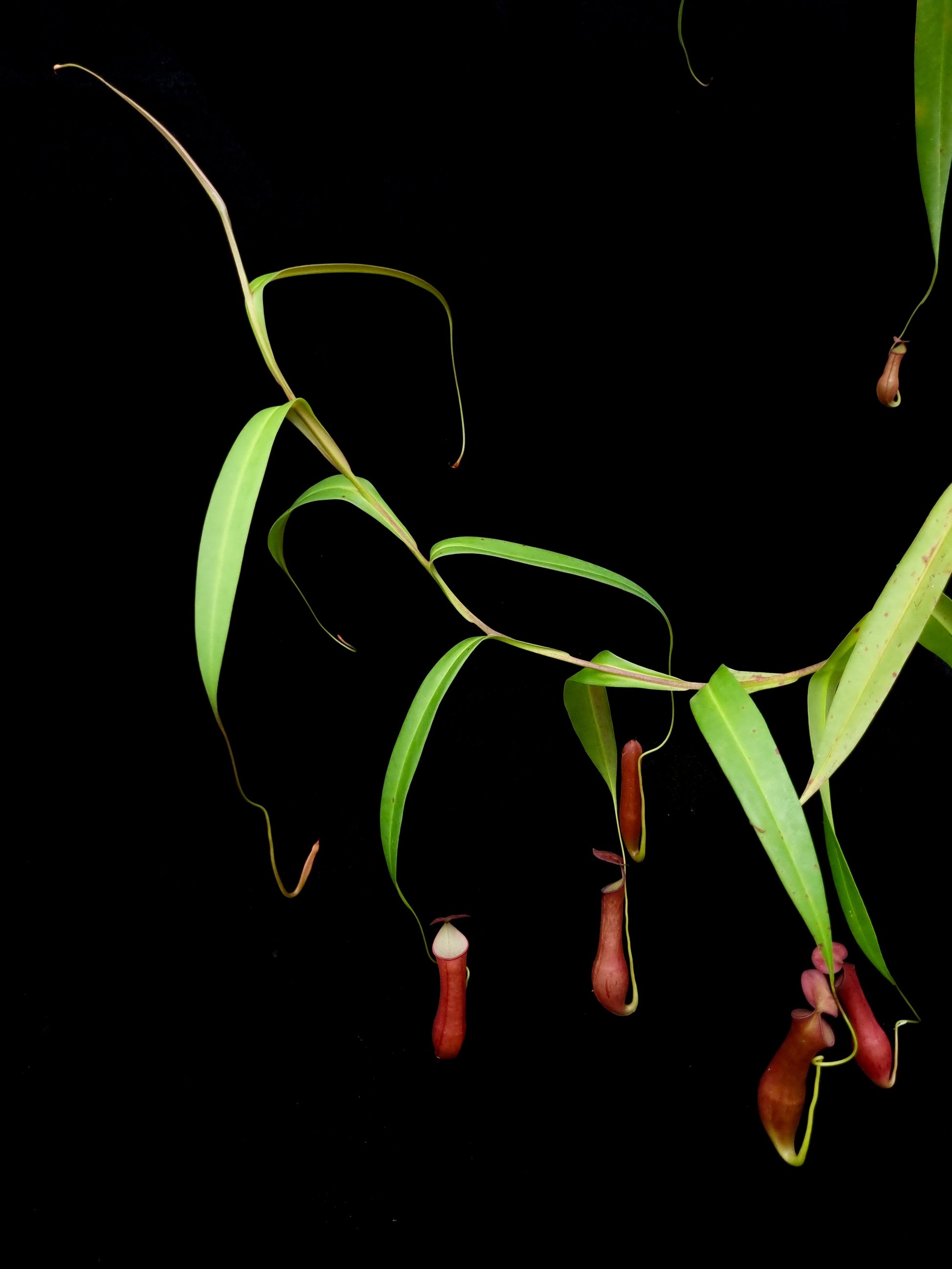Nepenthes gracilis red pitcher plant sale Singapore side view