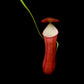 Nepenthes gracilis red pitcher plant sale Singapore pitcher front view