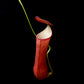 Nepenthes gracilis red pitcher plant sale Singapore pitcher detail