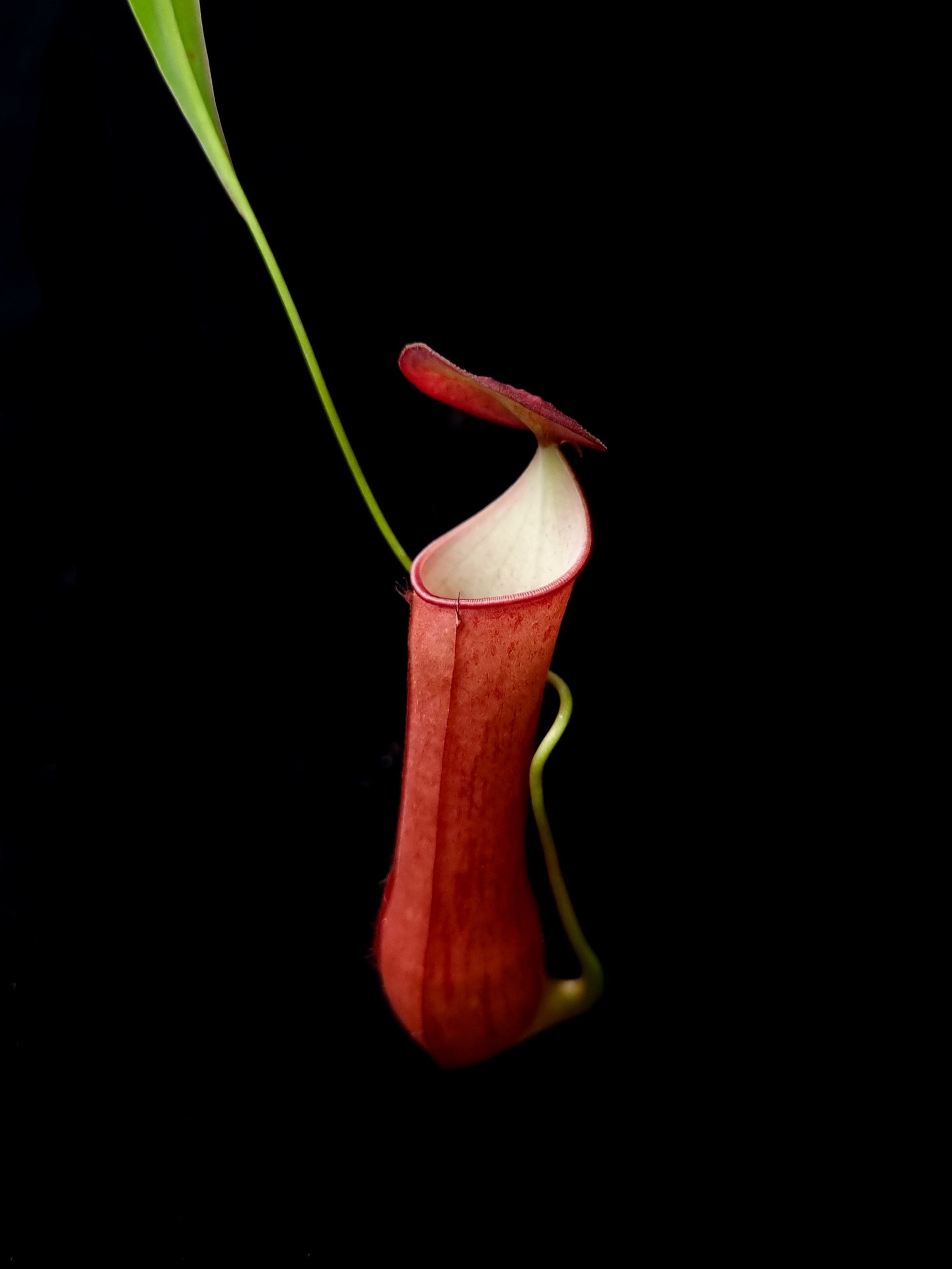 Nepenthes Gracilis Red Pitcher Plants Singapore Black Toe Tropicals nepenthes-gracilis-red-pitcher-plants-singapore-black-toe-tropicals