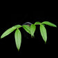 Hoya medinillifolia sale Singapore potted plant side view