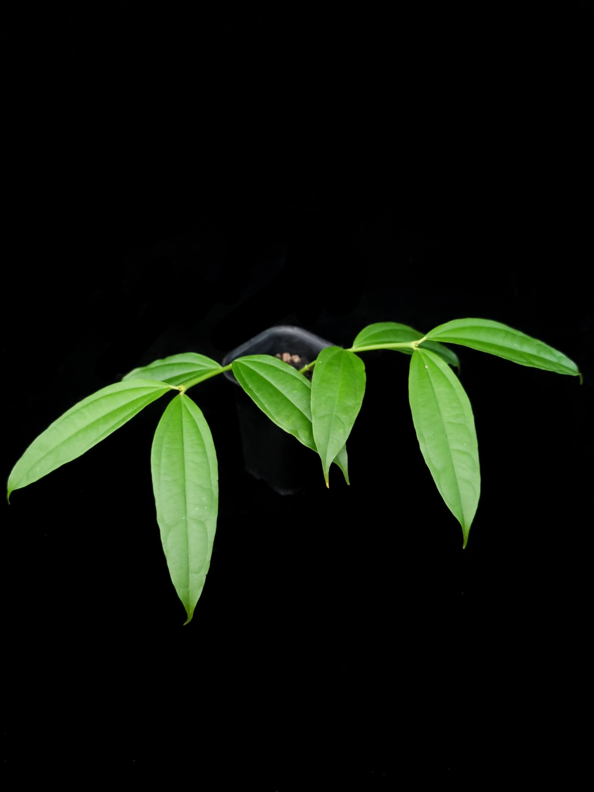 Hoya medinillifolia sale Singapore potted plant side view
