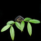 Hoya medinillifolia sale Singapore potted plant top view