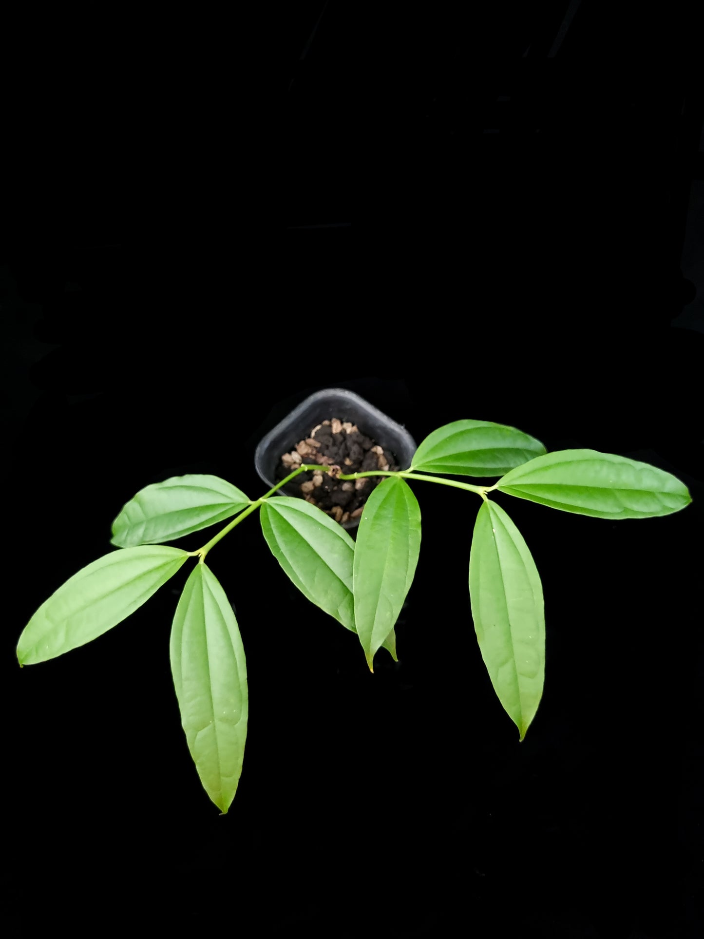 Hoya medinillifolia sale Singapore potted plant top view