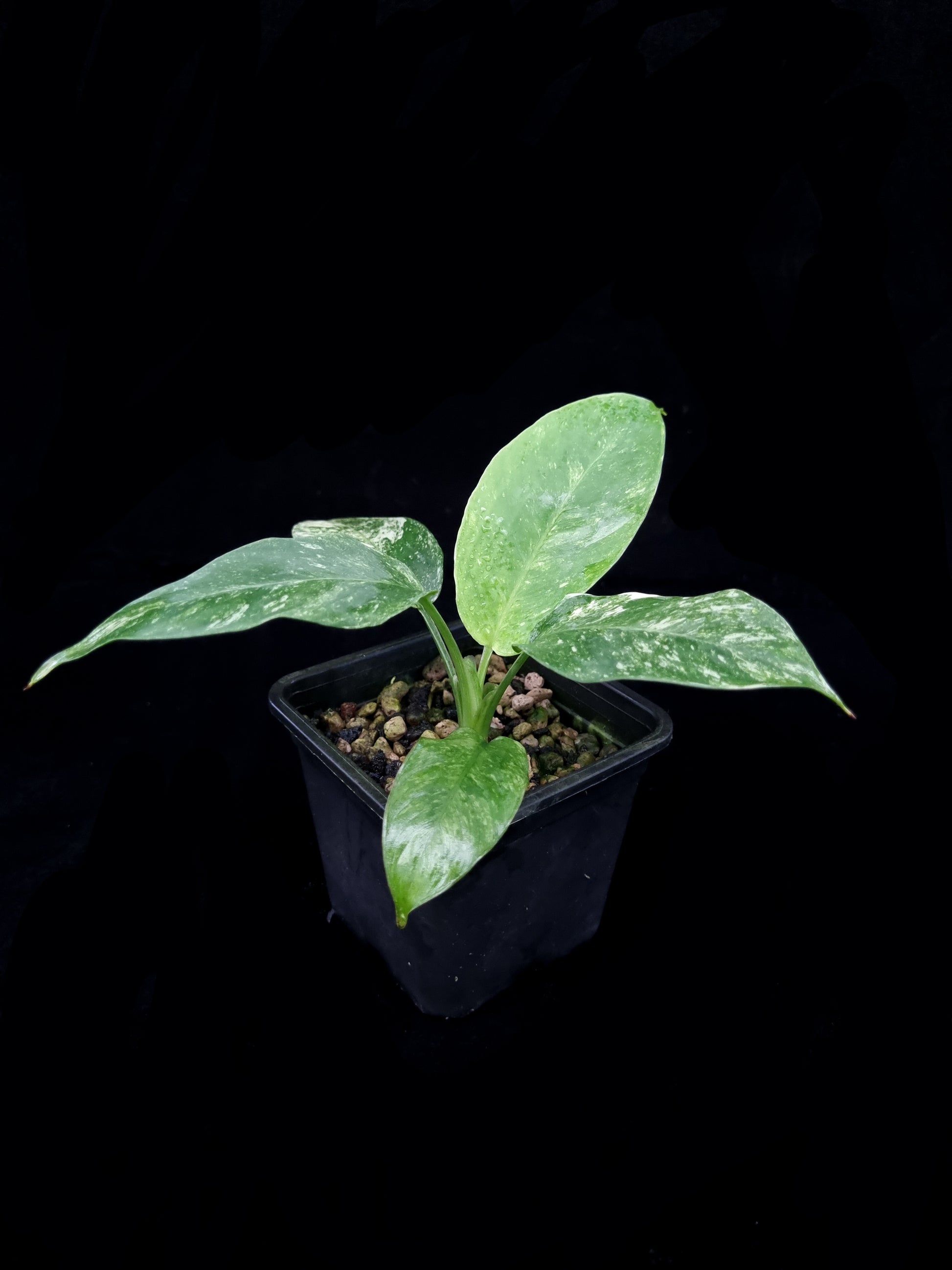 variegated Schismatoglottis sp. potted plant sale Singapore side view