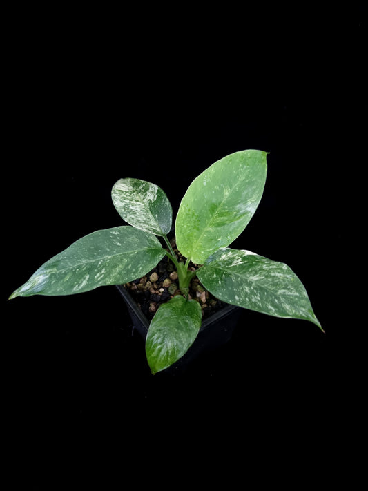 variegated Schismatoglottis sp. potted plant sale Singapore top view