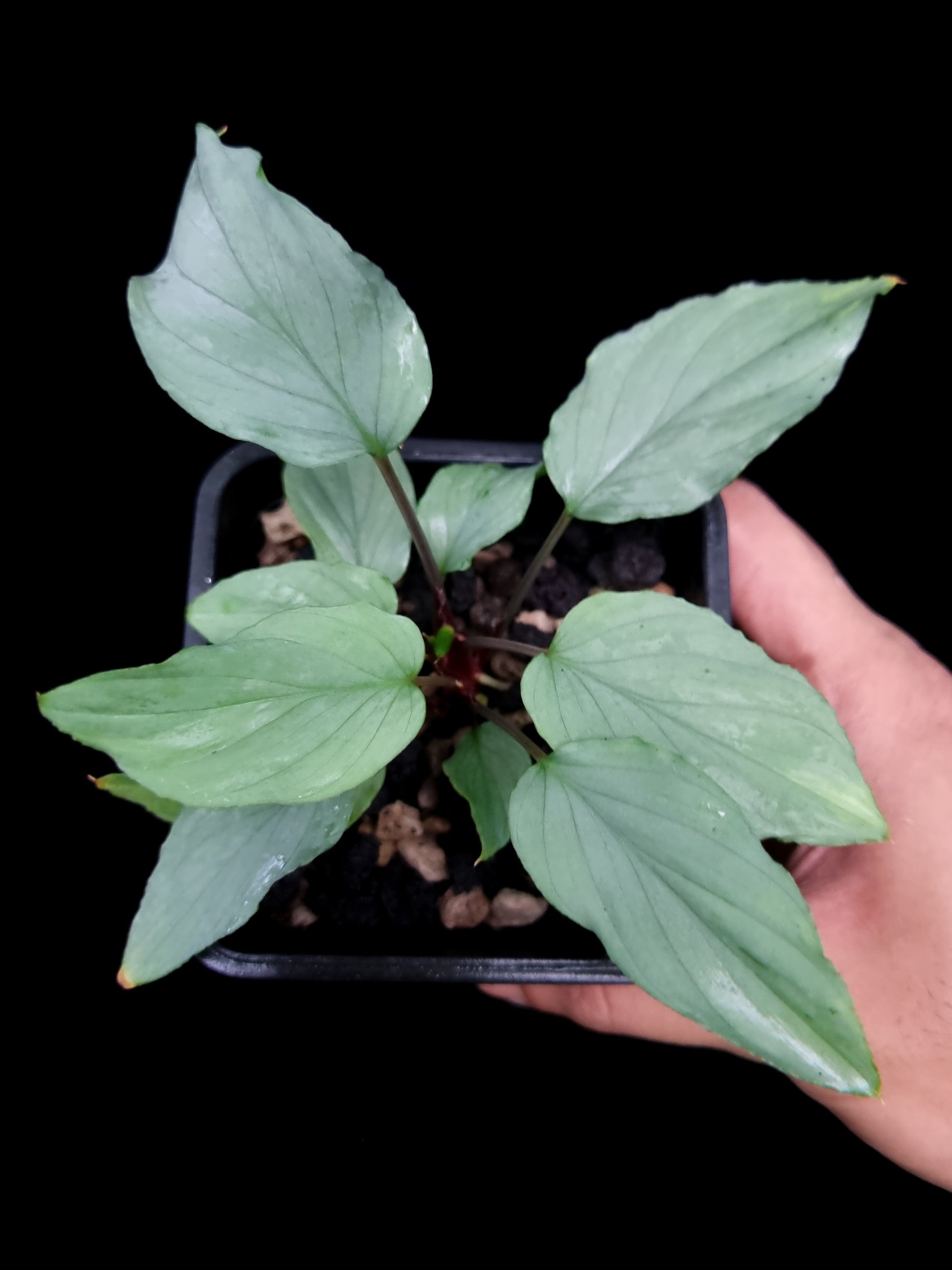 Homalomena sp. sale Singapore potted plant top view
