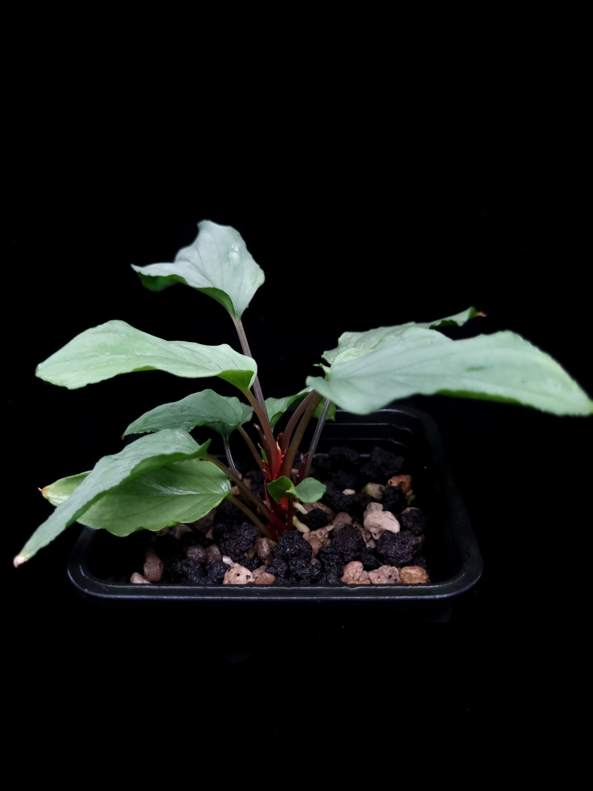 Homalomena sp. sale Singapore potted plant side view