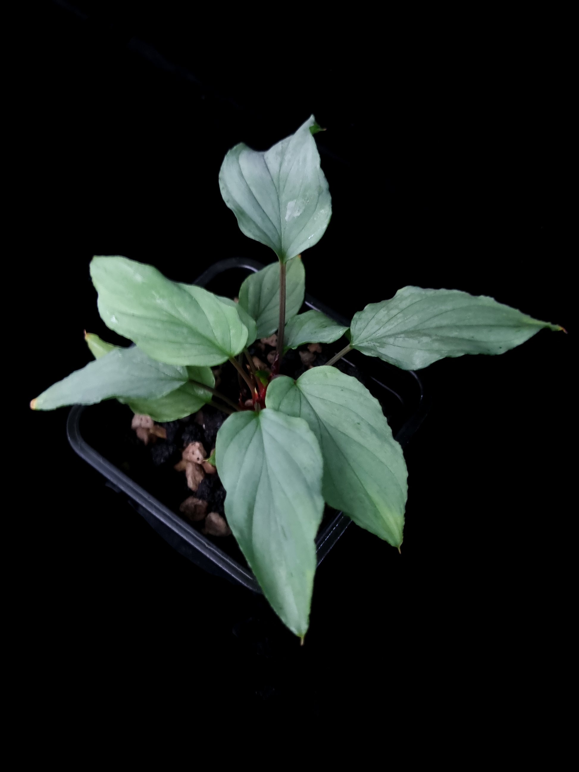 Homalomena sp. sale Singapore potted plant top view