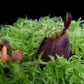 Nepenthes ampullaria 'Black Miracle' pitcher plant sale Singapore pitcher detail
