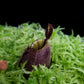 Nepenthes ampullaria 'Black Miracle' pitcher plant sale Singapore pitcher detail