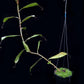 Nepenthes ampullaria 'Black Miracle' pitcher plant sale Singapore side view