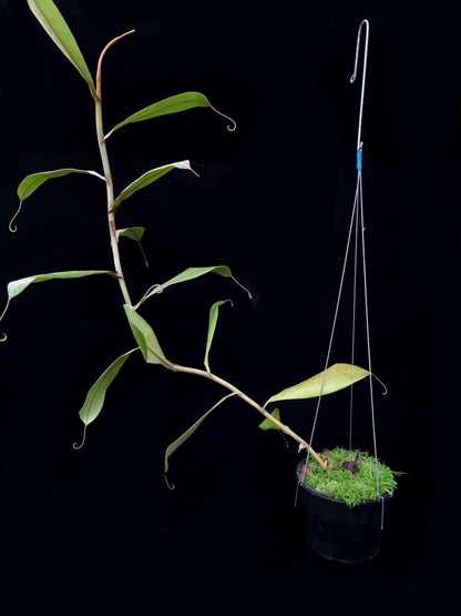 Nepenthes ampullaria 'Black Miracle' pitcher plant sale Singapore side view