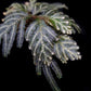 Selaginella picta peacock fern sale Singapore potted plant leaf detail