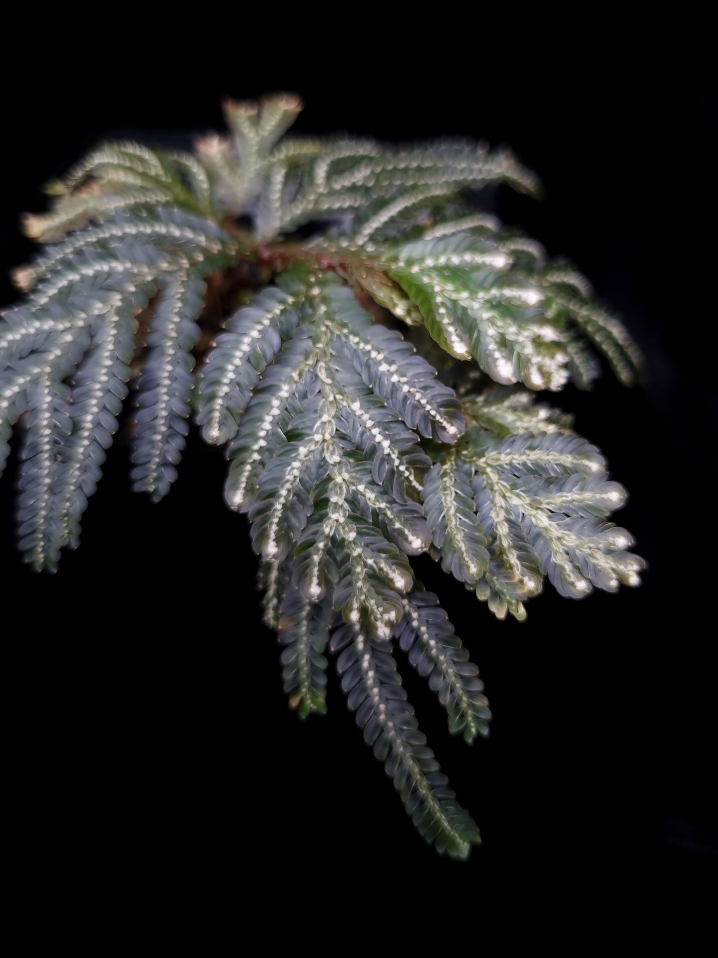 Selaginella picta peacock fern sale Singapore potted plant leaf detail