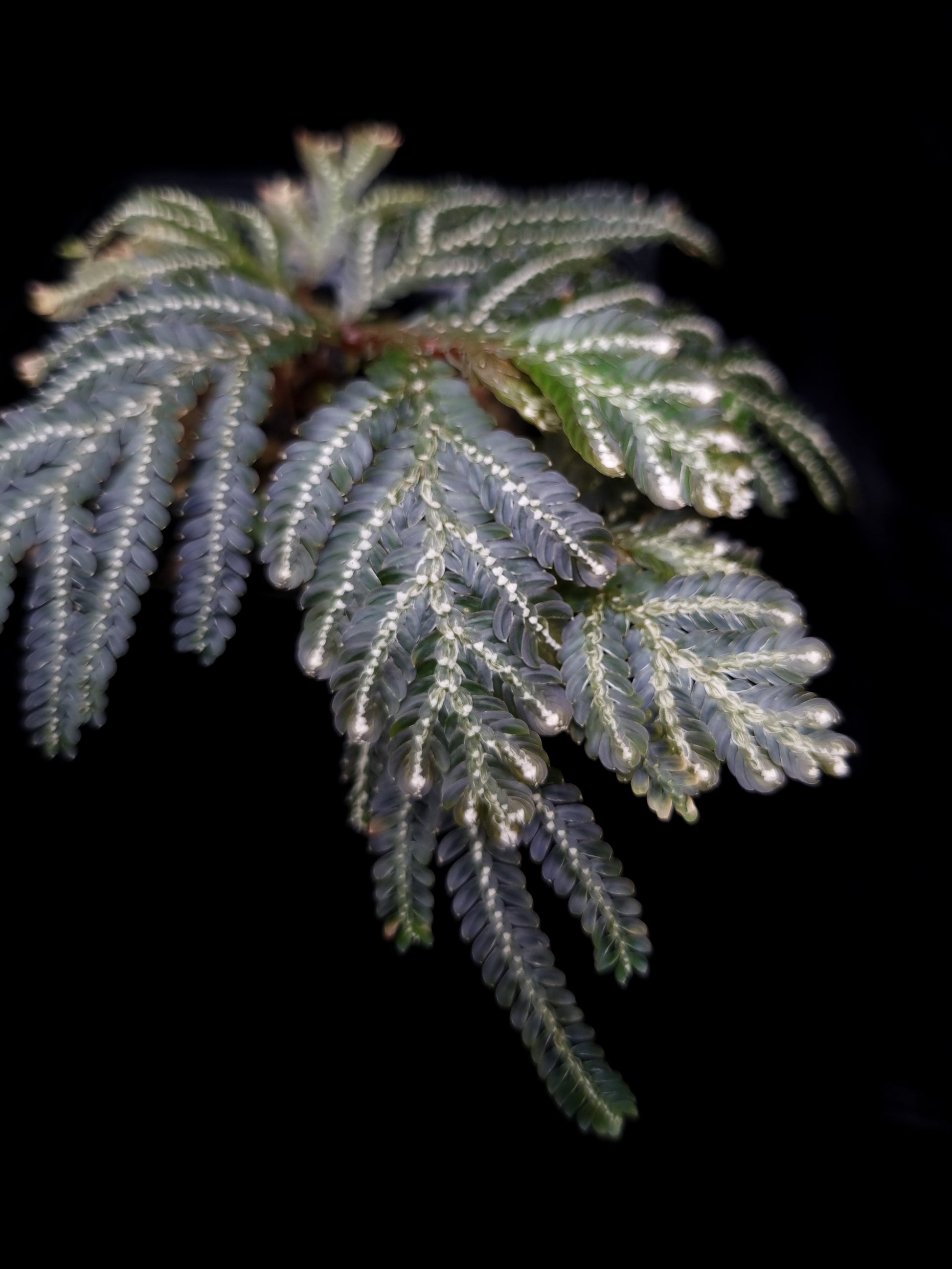 Selaginella picta peacock fern sale Singapore potted plant leaf detail