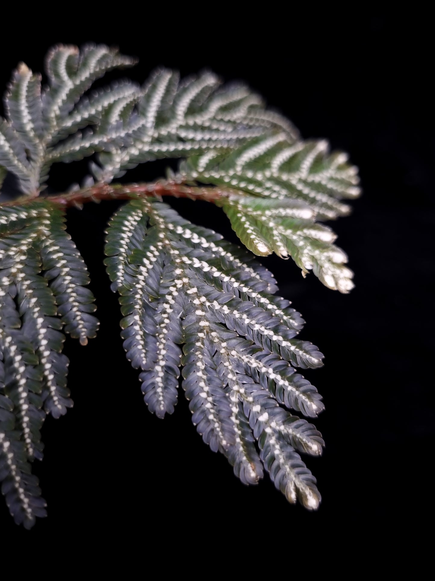 Selaginella picta peacock fern sale Singapore potted plant leaf detail