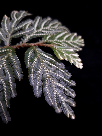 Selaginella picta peacock fern sale Singapore potted plant leaf detail