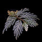Selaginella picta peacock fern sale Singapore potted plant top view