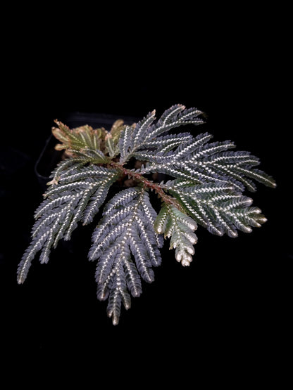 Selaginella picta peacock fern sale Singapore potted plant top view