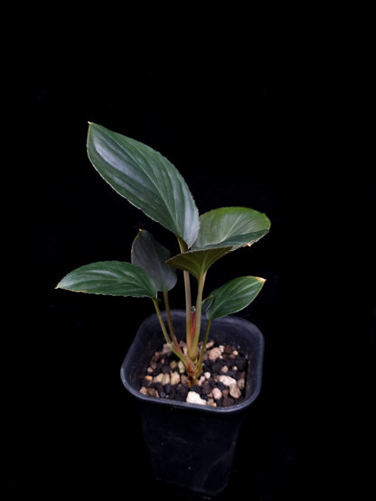 Homalomena sp. Bogor sale Singapore potted plant side view