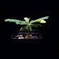 Biophytum sensitivum sale Singapore side view