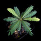 Biophytum sensitivum sale Singapore top view