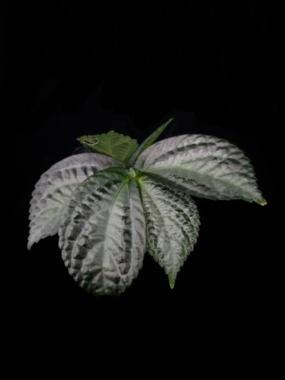 Elatostema sp. Kapuas Hulu sale Singapore front view
