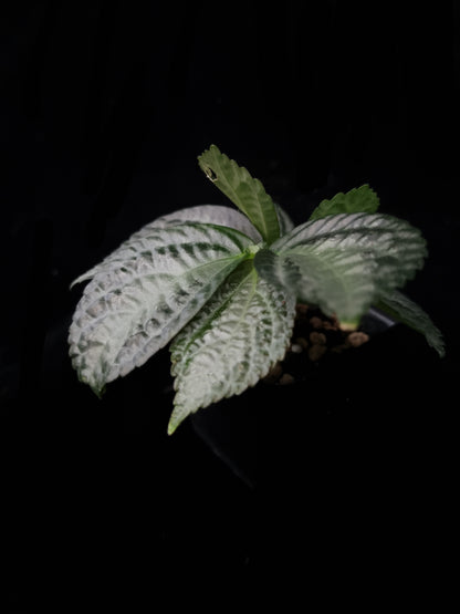 Elatostema sp. Kapuas Hulu sale Singapore side view