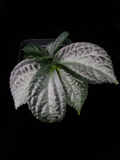 Elatostema sp. Kapuas Hulu sale Singapore top view