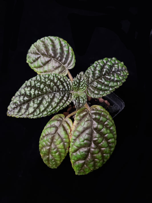 Pearcea sp. sale Singapore potted plant top view