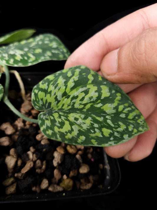 Scindapsus sp tricolour sale Singapore potted plant leaf detail