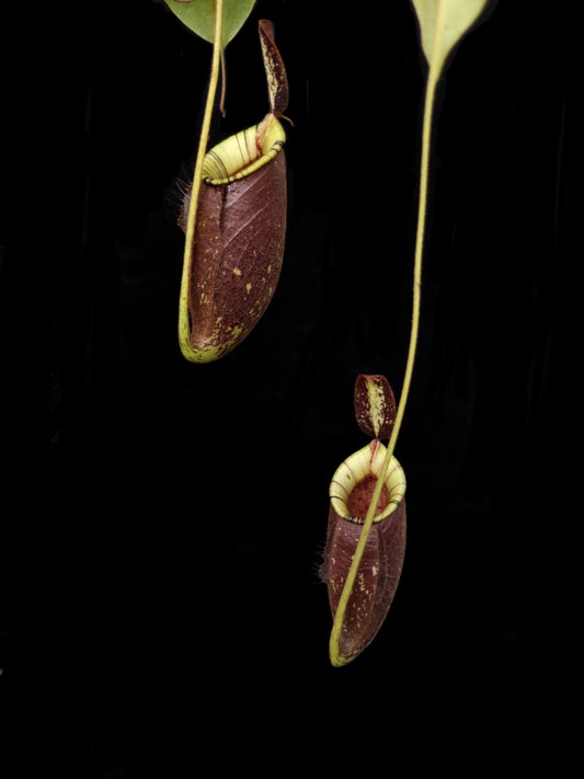 Nepenthes hookeriana black miracle pitcher plant hybrid sale Singapore 