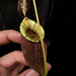 Nepenthes hookeriana black miracle pitcher plant hybrid sale Singapore 