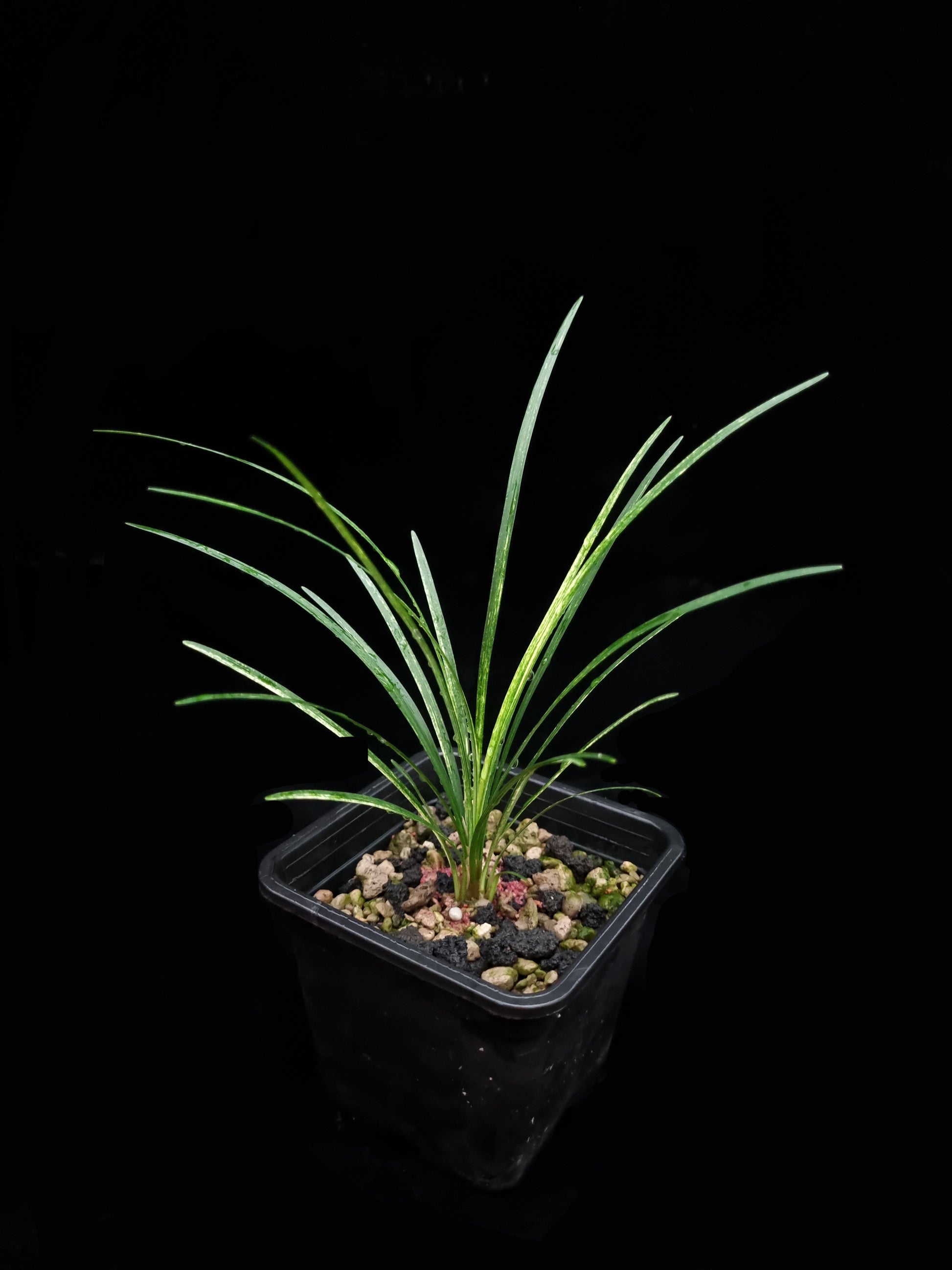 Ophiopogon variegated sale Singapore potted plant top view 