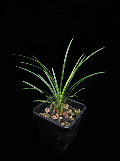 Ophiopogon variegated sale Singapore potted plant top view 