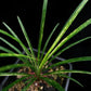 Ophiopogon variegated sale Singapore potted plant leaf detail