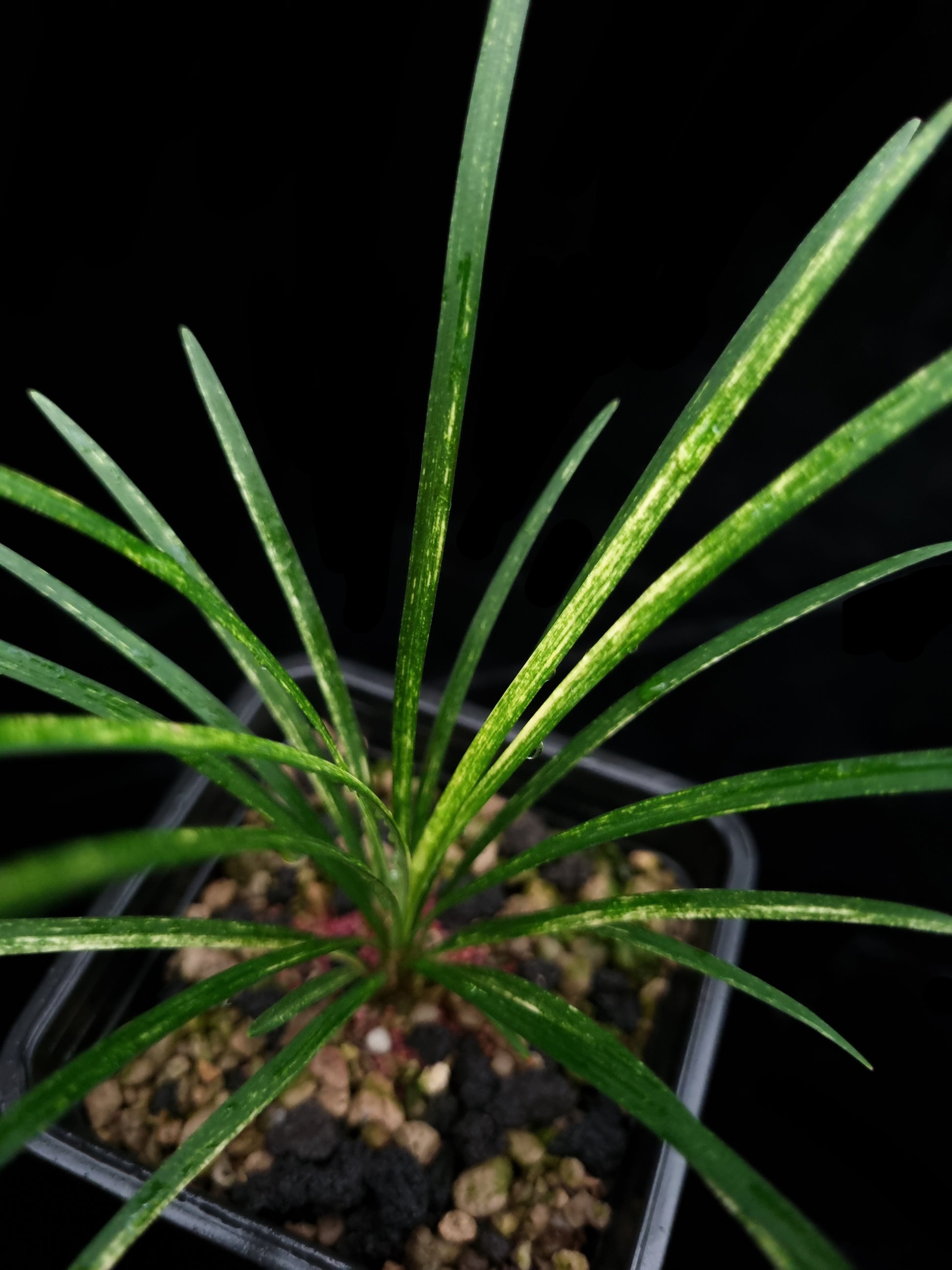 Ophiopogon variegated sale Singapore potted plant leaf detail