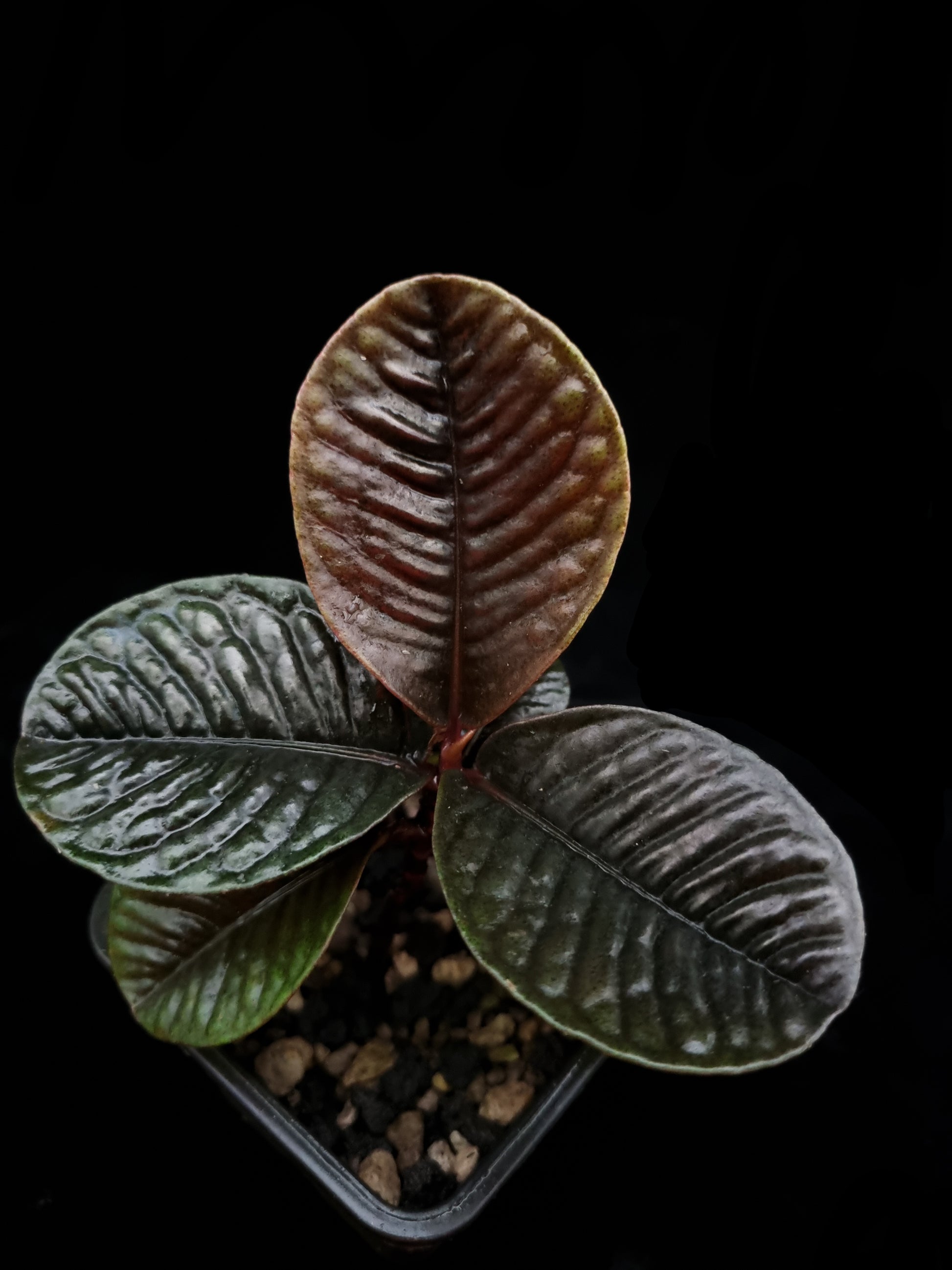 labisia sp kalimantan sale Singapore potted plant top view 