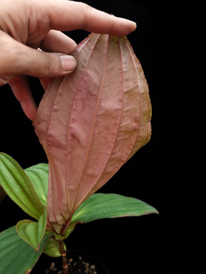 Medinilla gregori hambali sale Singapore potted plant leaf underside